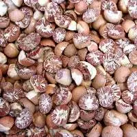 Betel Nut