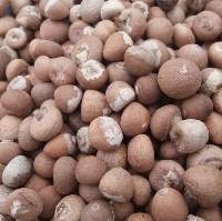 Betel Nut