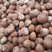 Betel Nut