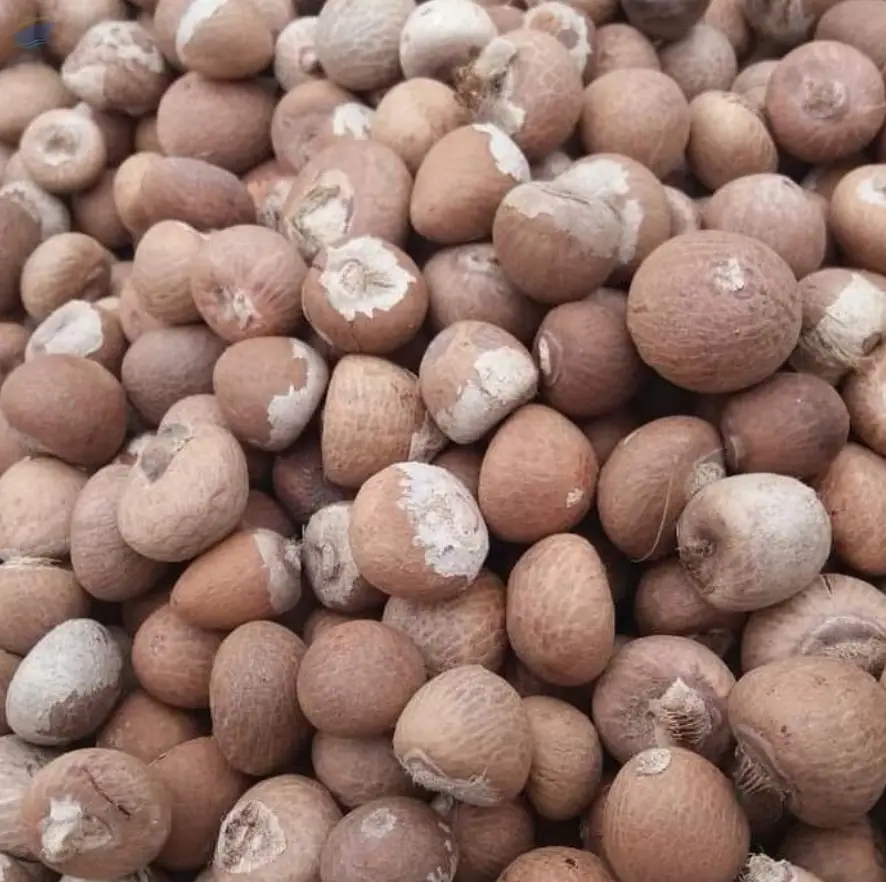 Betel Nut