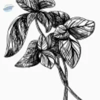 Basil Oil