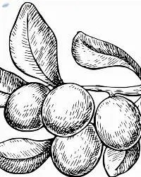 Cardamom Oil