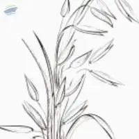 Cypress Oil