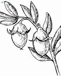 Jojoba Oil