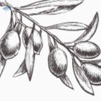 Olive Oil