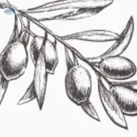 Olive Oil