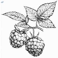 RoseHip Oil
