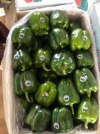 Green Sweet Pepper