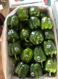 Green Sweet Pepper