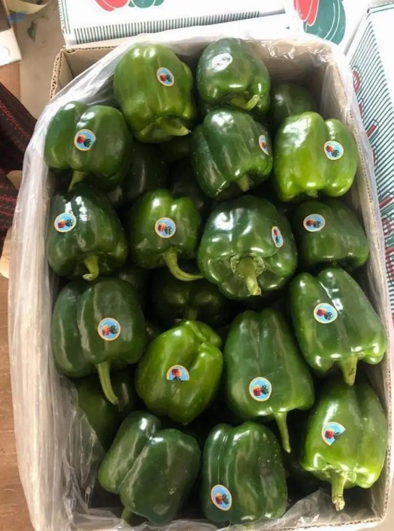 Green Sweet Pepper