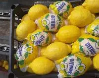 Fresh Lemon (Lamas)