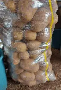 Potato