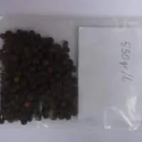 Black Pepper