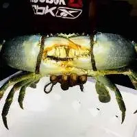 Sri Lankan Live Mud Crab