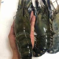 Lagoon,Sea, Wild Catch Fresh Scampi