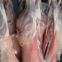 Meat Lamb