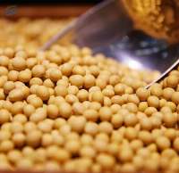 Soybean Non Gmo - Grade  2