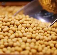Soybean Non Gmo - Grade  2