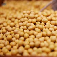 Soybean Non Gmo Grade  1