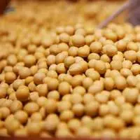 Soybean Non Gmo Grade  1