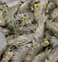 Shrimps