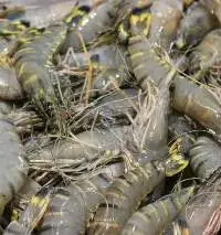Shrimps