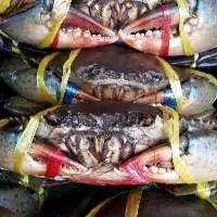 Mud Crabs