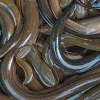Eel Fish