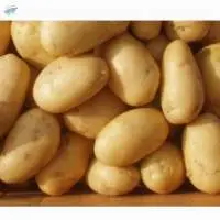 Potato
