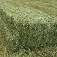 Non GMO Alfalfa Hay