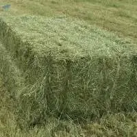 Non GMO Alfalfa Hay