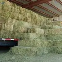 Alfalfa Hay