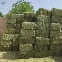 Lucerne Hay For Sale