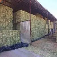 Sample Free High Quality Alfalfa Hay