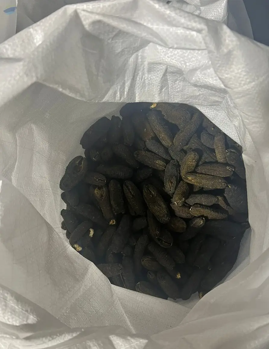 Sea Cucumber -Deep Water Red Fish