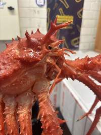 Crab NZ King(Lithodes Murrayi)