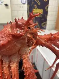 Crab NZ King(Lithodes Murrayi)