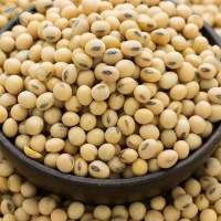 Soybean (non oil) Grade A