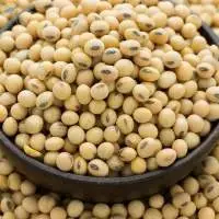 Soybean (non oil) Grade A