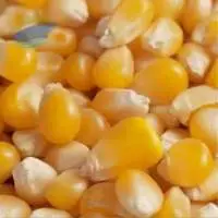 Yellow Corn