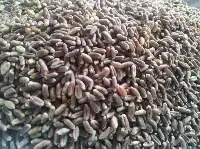 Black Wheat
