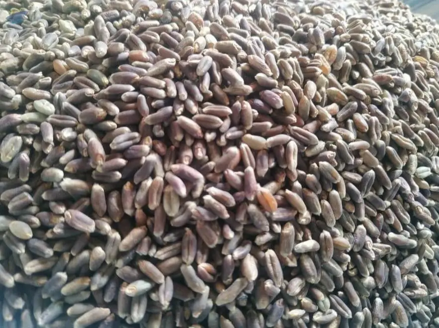 Black Wheat