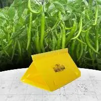 Delta Trap