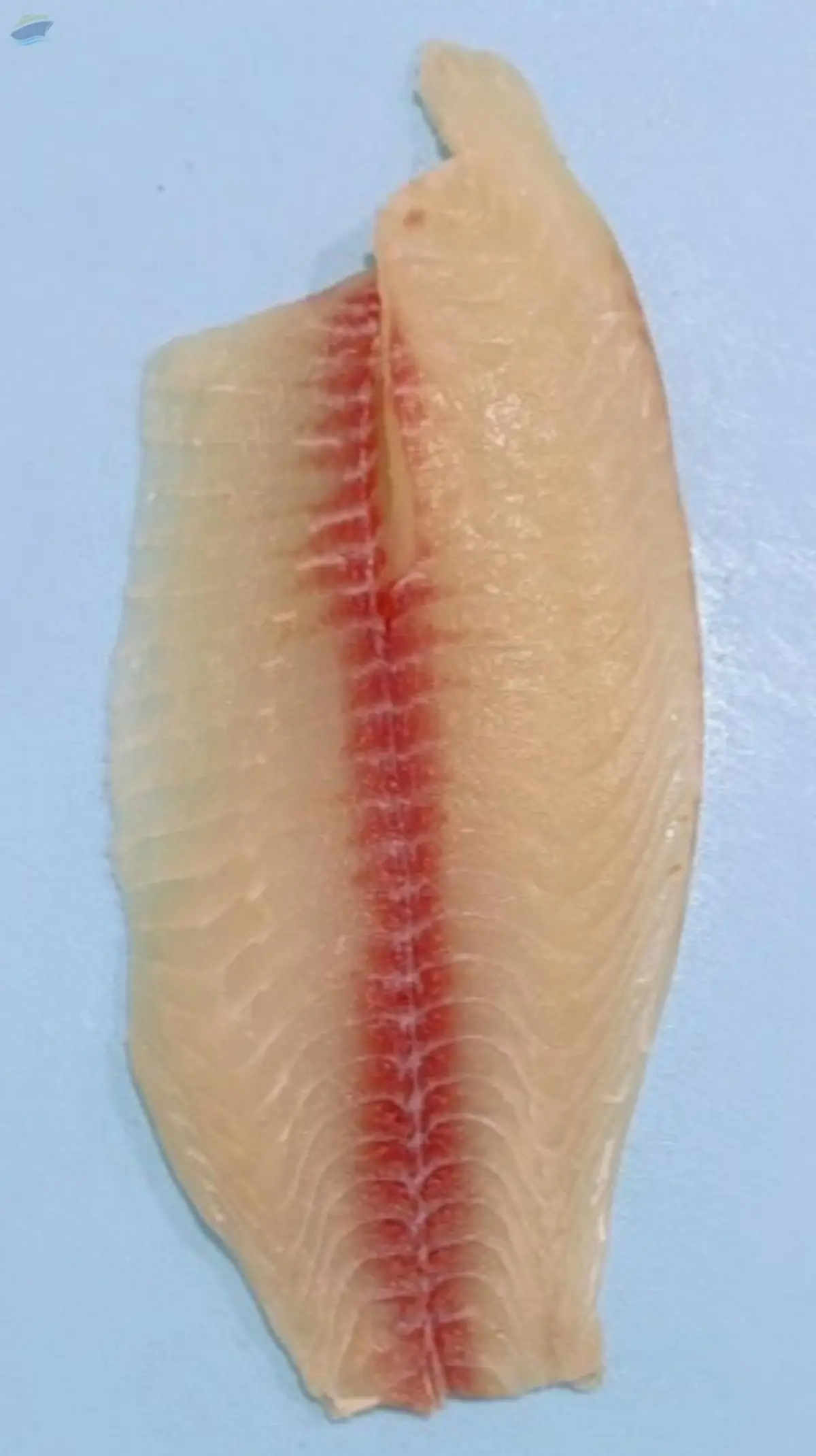 Premium Frozen Deep Skin Tilapia Fillets