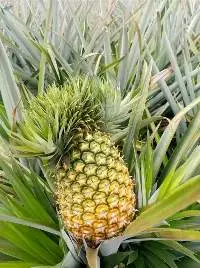 Farm Fresh Mixed Fruits Export Quality