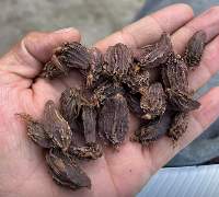 Black Cardamom