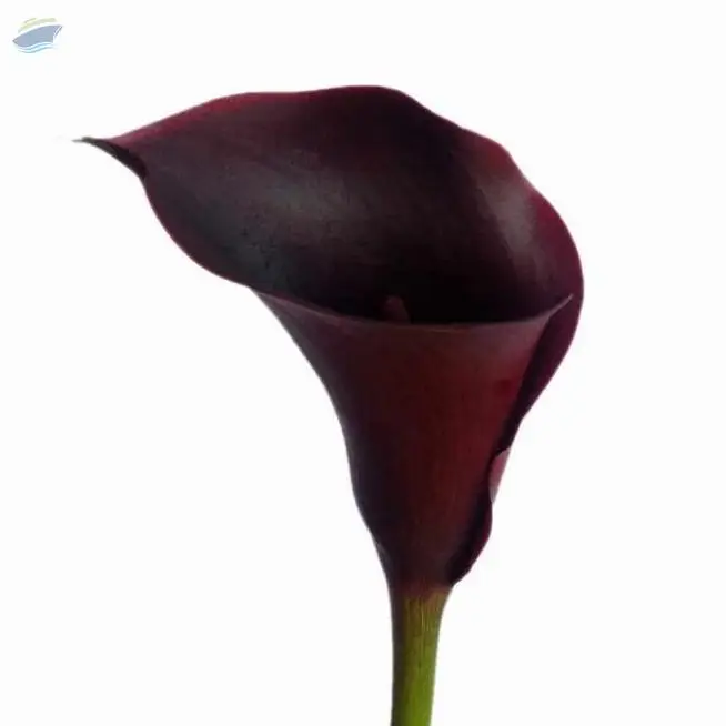 Blackberry Flower