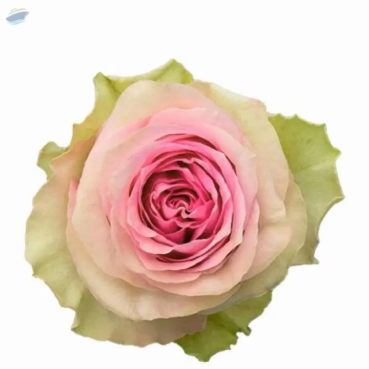 Brigitte Bardot Flower