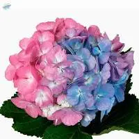 Candy Floss Flower