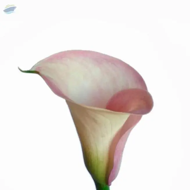 Captain Rosette Flower